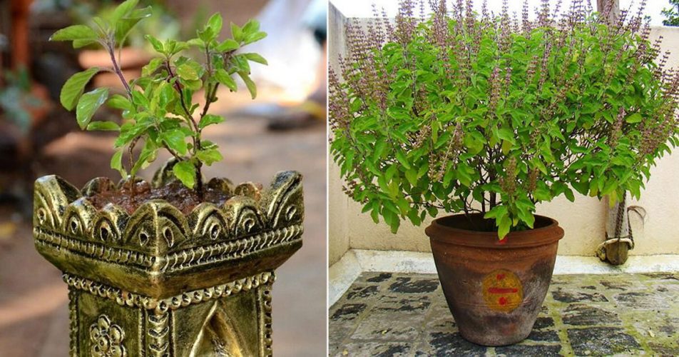 Health Benefits of Tulsi – The Divine Plant in Ayurveda | Vedic Tribe