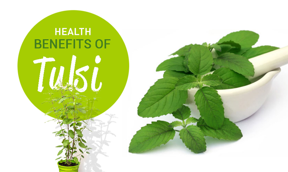 Health Benefits of Tulsi - The Divine Plant in Ayurveda