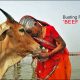 Busting False claims of Beef in Vedas by Hinduphobes